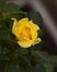 Opening yellow rose bud