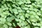 Openwork foliage Adiantum raddianum adiantum Venus hair  plant macro close up horizontally.