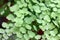 Openwork foliage Adiantum raddianum adiantum Venus hair  plant macro close up horizontally.