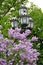 Openwork lantern framed by trees and lilac bushes in Catherine square in St. Petersburg