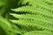 The openwork leaf plate of the fern is a delicate green color. Macro