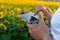 The operator holds the remote control of the drone in his hands against the background of a sunflower field and clouds. A farmer