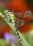 Ophiogomphus cecilia / Green Snaketail dragonfly