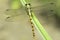 Ophiogomphus cecilia / Green Snaketail dragonfly