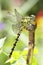 Ophiogomphus cecilia / Green Snaketail dragonfly