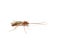 Ophion luteus parasitic brown wasp