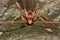 Ophion scutellaris ichneumon wasp head and eyes