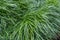 Ophiopogon japonicus or dwarf lilyturf, mondograss, fountainplant, monkeygrass