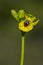 Ophry lutea - orquidea monopodial y terrestre de la subtribu Orchidinae, familia Orchidaceae.