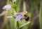 Ophrys apifera Bee orchid wild flowers in nature