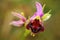 Ophrys apulica, Apulian Ophrys, Gargano in Italy. Flowering European terrestrial wild orchid, nature habitat. Beautiful detail of