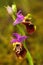 Ophrys apulica, Apulian Ophrys, Gargano in Italy. Flowering European terrestrial wild orchid, nature habitat. Beautiful detail of