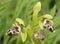 Ophrys attica Orchid