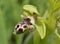 Ophrys attica Orchid