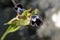 Ophrys fleischmannii, Crete