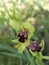 Ophrys fusca orchid in bloom