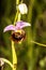 Ophrys holoserica, German wild orchid