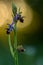 Ophrys holoserica in the wild