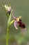 Ophrys holoserica in the wild