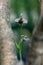 Ophrys holoserica in the wild close up spring day in a forest clearing among trees