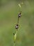 Ophrys insectifera, the Fly orchid.