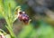 Ophrys kotschyi wild orchid flower