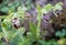 Ophrys kotschyi wild orchid plant.