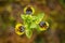 Ophrys lutea, Yellow Ophrys, Gargano in Italy. Beautiful detail of bloom, spring scene from Europe. Wild flower on the green