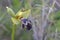 Ophrys omegaifera, Leros, Greece