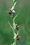 Ophrys scolopax - Ophrys scolopax subsp. cornuta Steven E.G.Camus