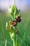 Ophrys scolopax - Ophrys scolopax subsp. cornuta Steven E.G.Camus