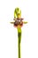 Ophrys speculum or mirror orchid. Isolated over background