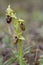 Ophrys sphegodes, aka Early spider-orchid after rain. Wildflower.