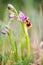 Ophrys tenthredinifera Wild Orchid Southern Europe