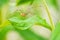 Opilio canestrinii spider resting on a green leaf