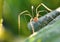 Opiliones spider macro