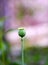 Opium Plant in the field