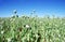 Opium poppies on field