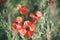 Opium poppies growing on summer meadow