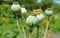 Opium poppies heads production in Afghanistan. Afghan Opium Poppy Cultivation