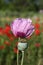 Opium Poppy