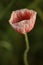 Opium poppy, blossom Papaver rhoeas