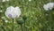 Opium poppy field Flower and Seeds capsules Close up