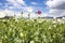 Opium Poppy Field Turkey / Denizli agriculture view