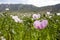 Opium Poppy Field Turkey / Denizli agriculture view