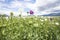 Opium Poppy Field Turkey / Denizli agriculture view