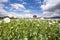 Opium Poppy Field Turkey / Denizli agriculture view