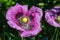 Opium poppy flower