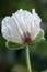 Opium poppy flower photographed in the physic garden at the Royal College of Physicians in Regent`s Park, London UK.