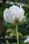 Opium poppy flower photographed in the physic garden at the Royal College of Physicians in Regent`s Park, London UK.